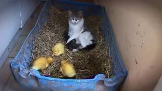 Cat adopted ducklings