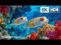 Otherworldly Marine Creatures in 8K HDR | Dolby Vision™