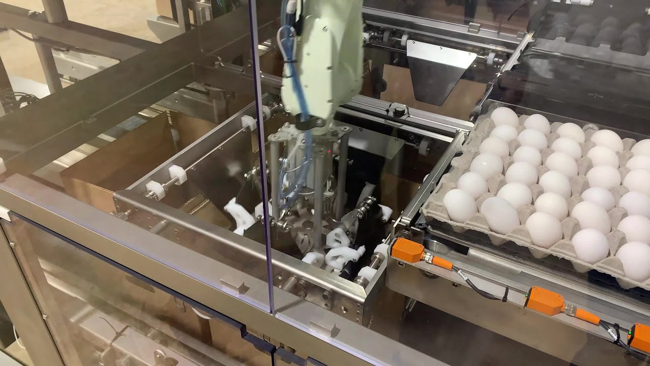 Waialua Farms Eggs YouTube