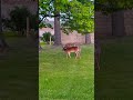 OH Deer so many LOOK