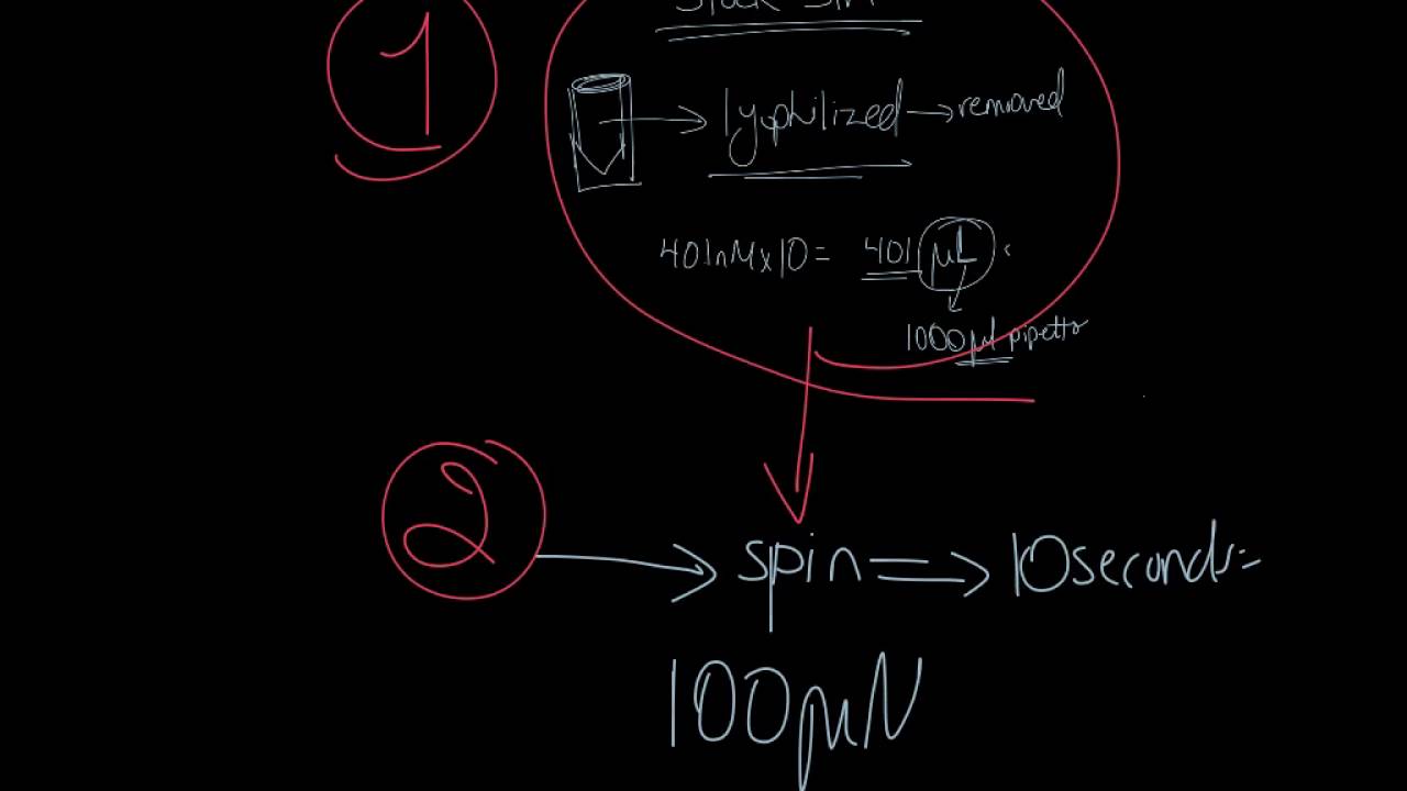 Primers Calculations YouTube