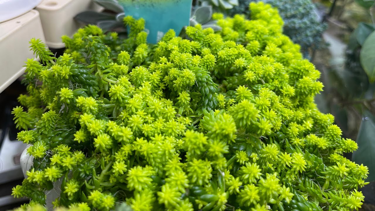 おすすめセダム】細葉黄金万年草の増やし方☀️🌱 - YouTube