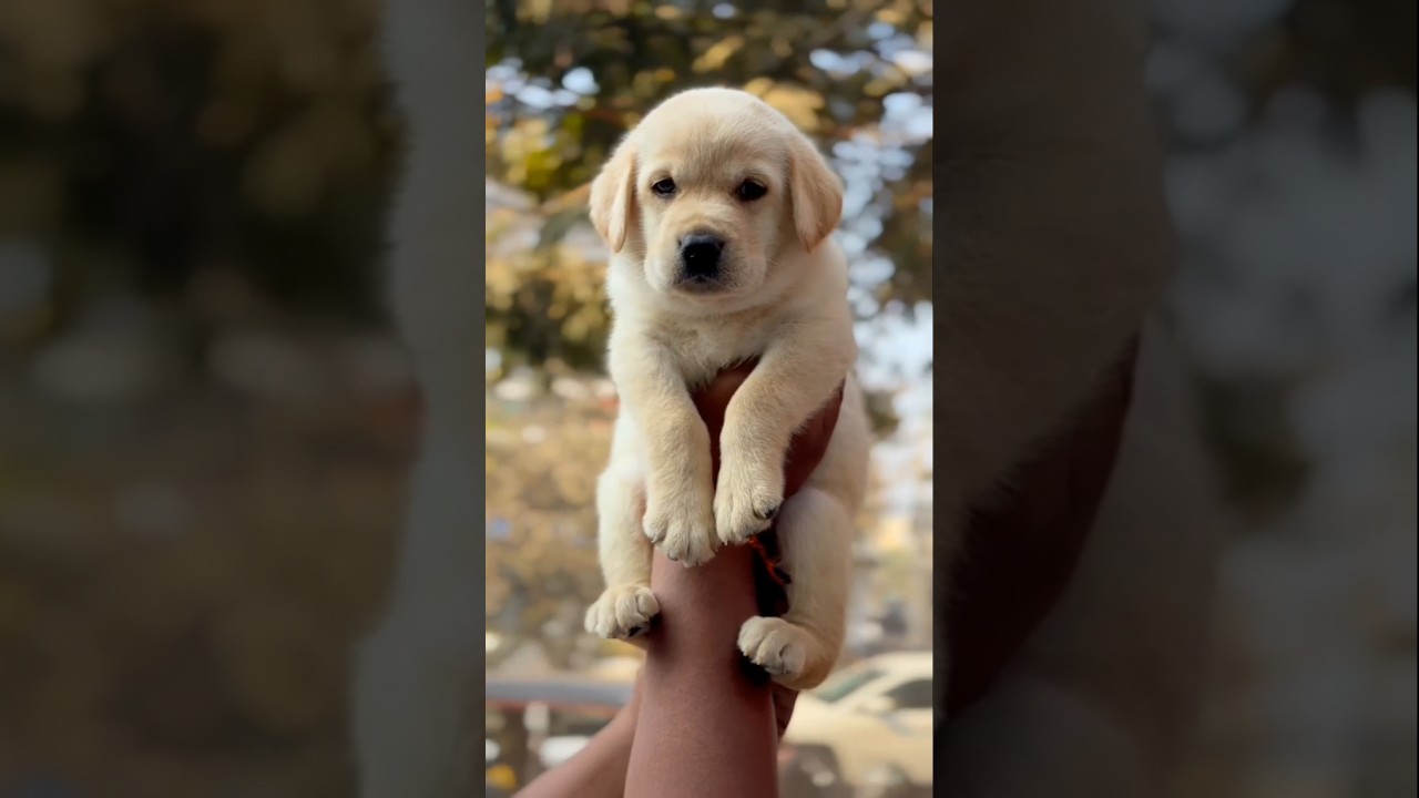 Labrador puppies for sale - 76809 04157