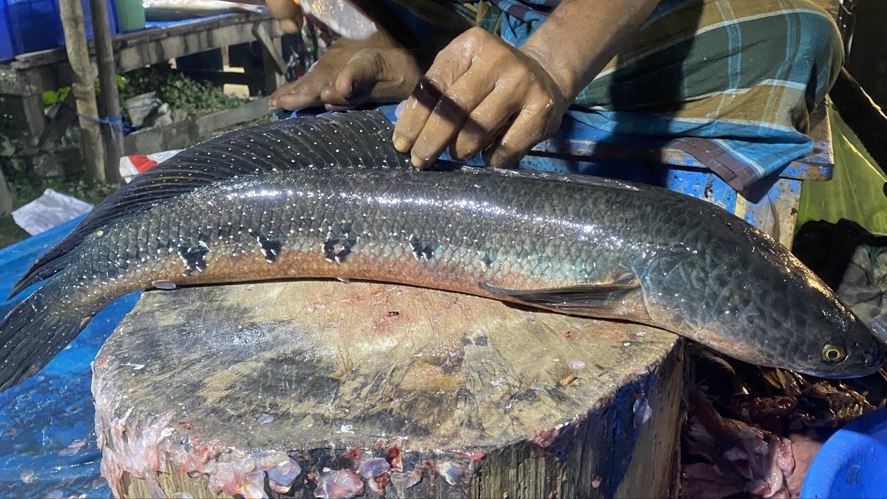 Fresh Snakehead Fish Cutting | Traditional Fish Cutting Technique