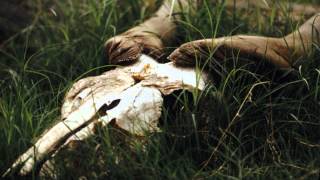 Evergreen Refuge - Weminuchia II: Wildness