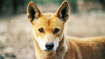 The Dingo: Australia