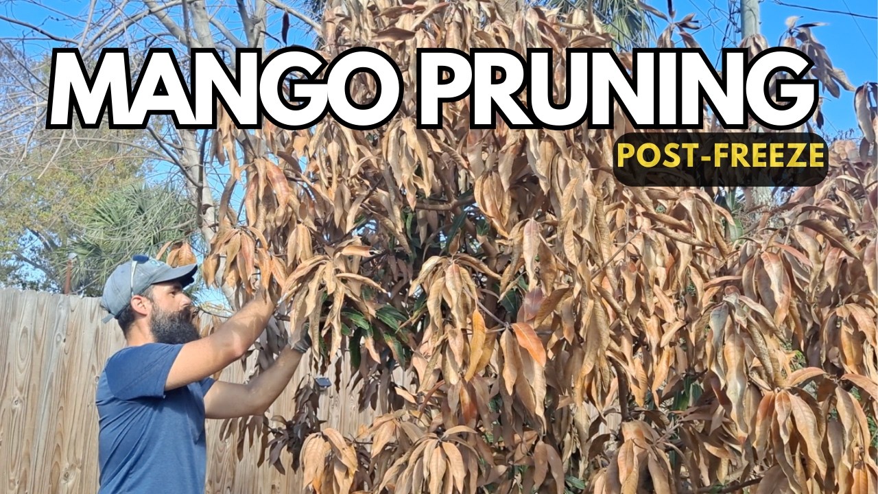 When and How to Prune Freeze Damaged Mango Trees