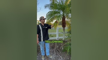 Cleaning up this Pygmy Date Palm!Need a pro? Handyman Promise has you covered!#PalmCare #PascoCounty