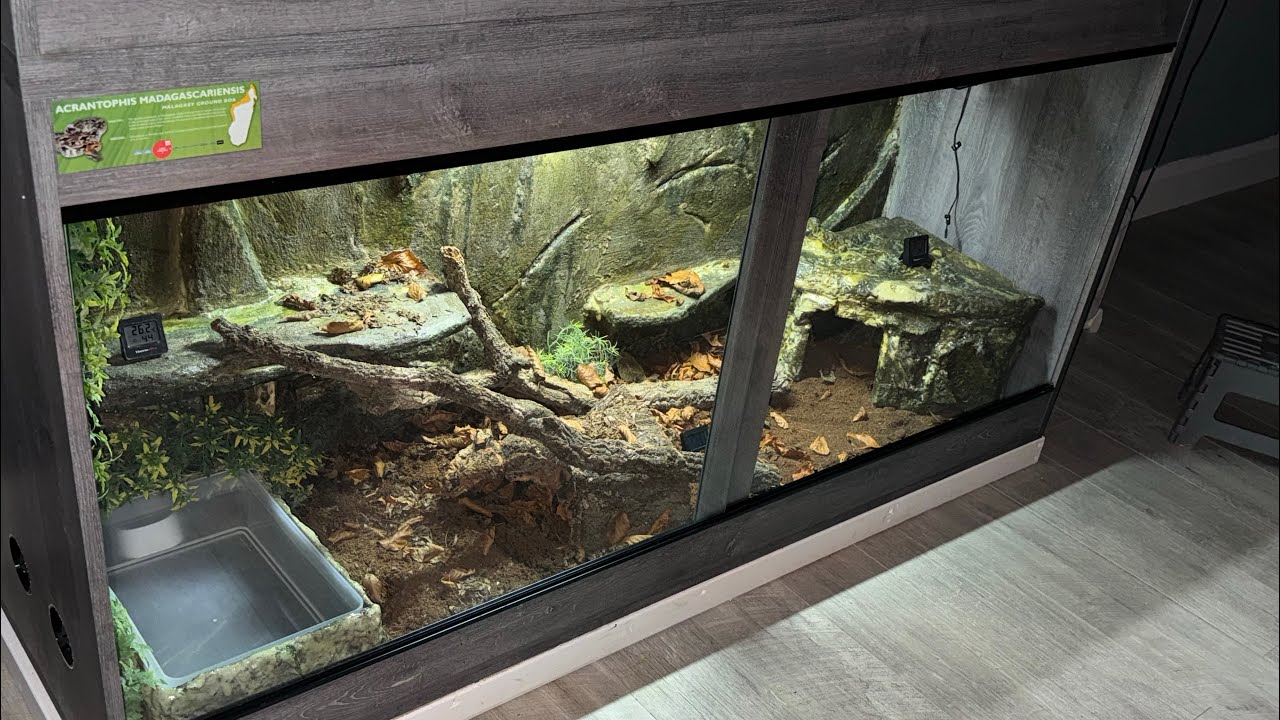 Boa vivarium custom background build!