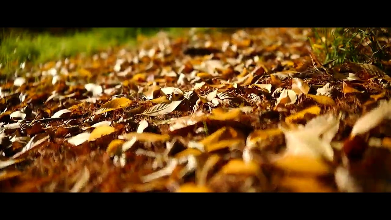 SIRUI S35 40mm T1.8 Autofocus Anamorphic 1.33X + Leica SL (TYP-601) FULL FRAME mode FHD 60p 