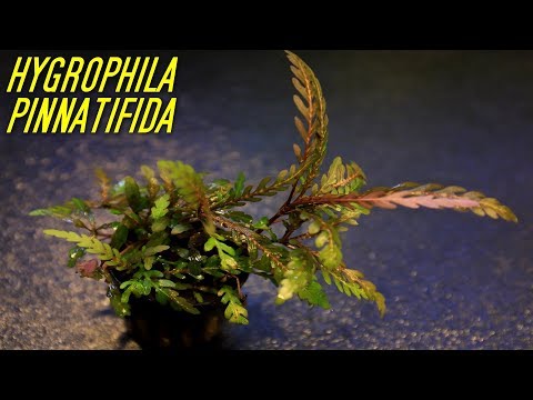 Beginner Aquarium plants, that experts use! Hygrophila Pinnatifida