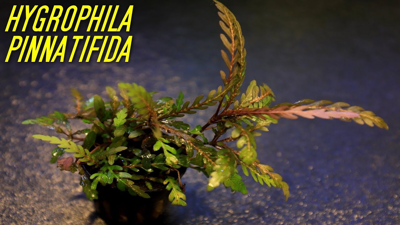 Beginner Aquarium Plants That Experts Use Hygrophila Pinnatifida