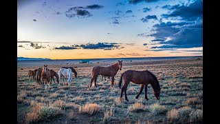 40 Acre Lot for Sale - TR 54 Gelding Wild Horse Ranch, Laramie, WY $155,000