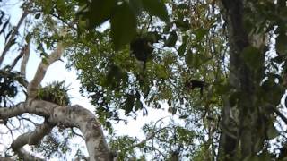 Wild Howler Monkeys in Belize