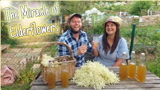 The Miracle of Elderflowers! A Wildflower That Heals Us & Tastes Amazing! 🌸