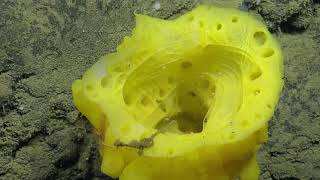 E/V Nautilus Video Bite: Beautifully Bright Sea Sponge