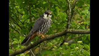 Hobby (x2) at Dinton Pastures, May 2024