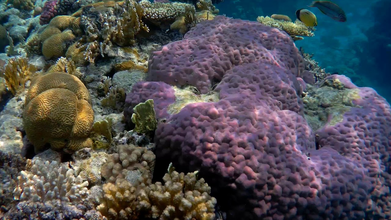 Отели шарма с коралловым рифом. Шарм-Эль-Шейх кораллы рифы. Коралловые рифы в Египте Шарм-Эль-Шейх. Красное море риф Шарм Эль Шейх. Риф кораллы Шарм.