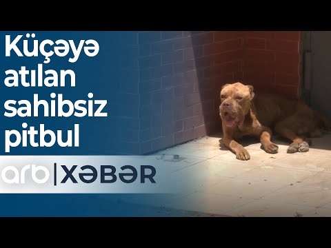 Küçəyə atılan sahibsiz pitbul: İtin qorxusundan sakinlər küçəni keçə bilmir – ARB Xəbər