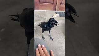 Wowo Makan Lenca Hitam #crow #burunggagak