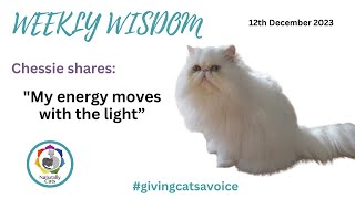 Weekly wisdom. Chessie shares: 'My energy moves with the light.' by Naturally Cats - Help for anxious cats & humans 51 views 4 months ago 12 minutes, 1 second