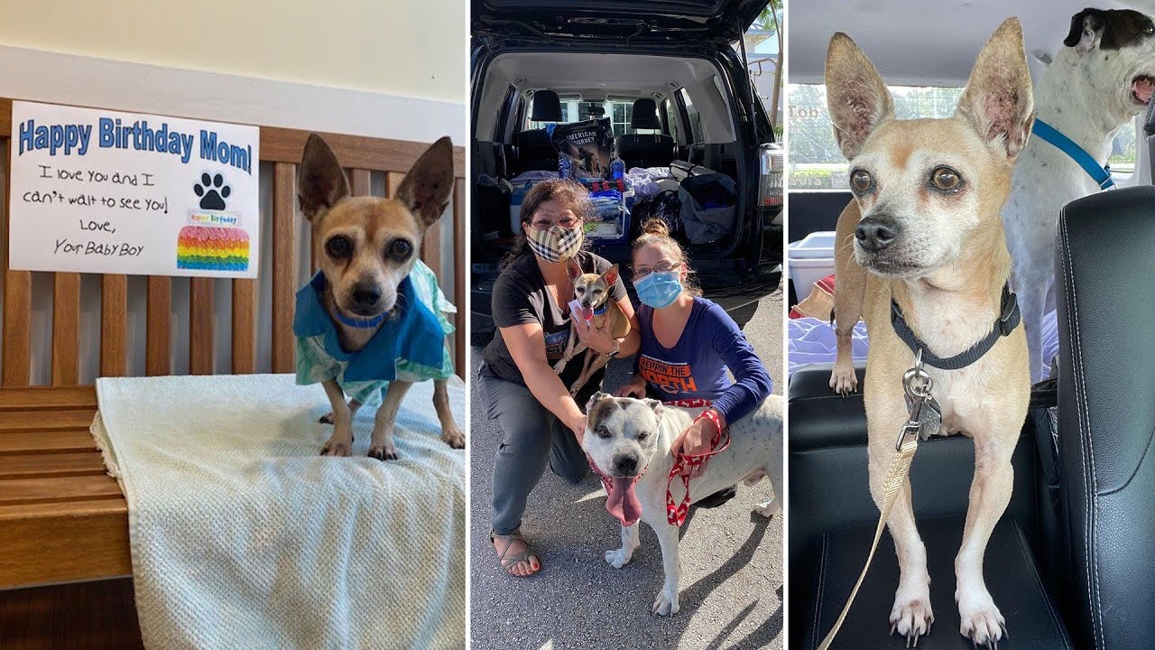 San Antonio woman reunited with dog missing for 6 years on her birthday