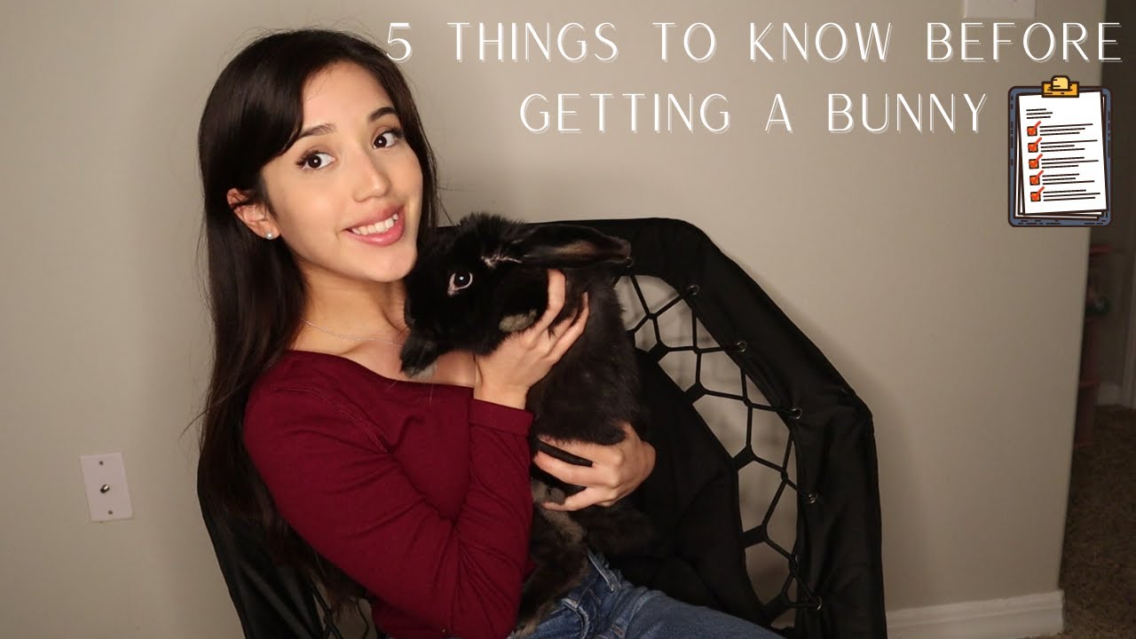 5 THINGS TO KNOW BEFORE GETTING A BUNNY YouTube