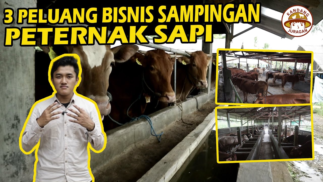 Bisnis Sampingan Peternakan Sapi Yang Paling Menguntungkan!! - YouTube