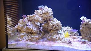 SCA 150g Reef Tank Progression: Episode 1