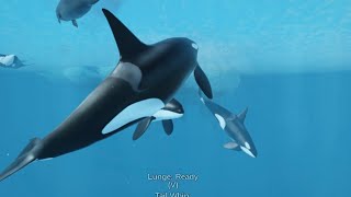 Oceanic Testing 2 - Orca 