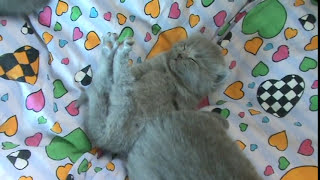 Маленькие британские котята из питомника Silvery Snow Маленькие британские котята из питомника Silvery Snow