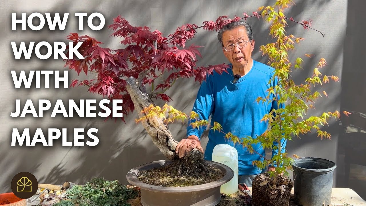 How to Work on Japanese Maple Bonsai with Big or Small Leaves