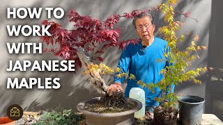 How to Work on Japanese Maple Bonsai with Big or Small Leaves by Bonsai Heirloom 36,769 views 1 month ago 15 minutes