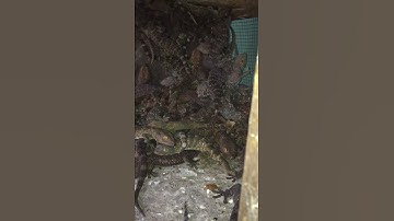 Tắc kè hoa giá rẻ , 0913398911