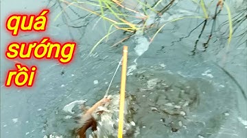 cắm câu cá lóc đồng, trên ruộng lúa bỏ hoang, #4 và kết quả...