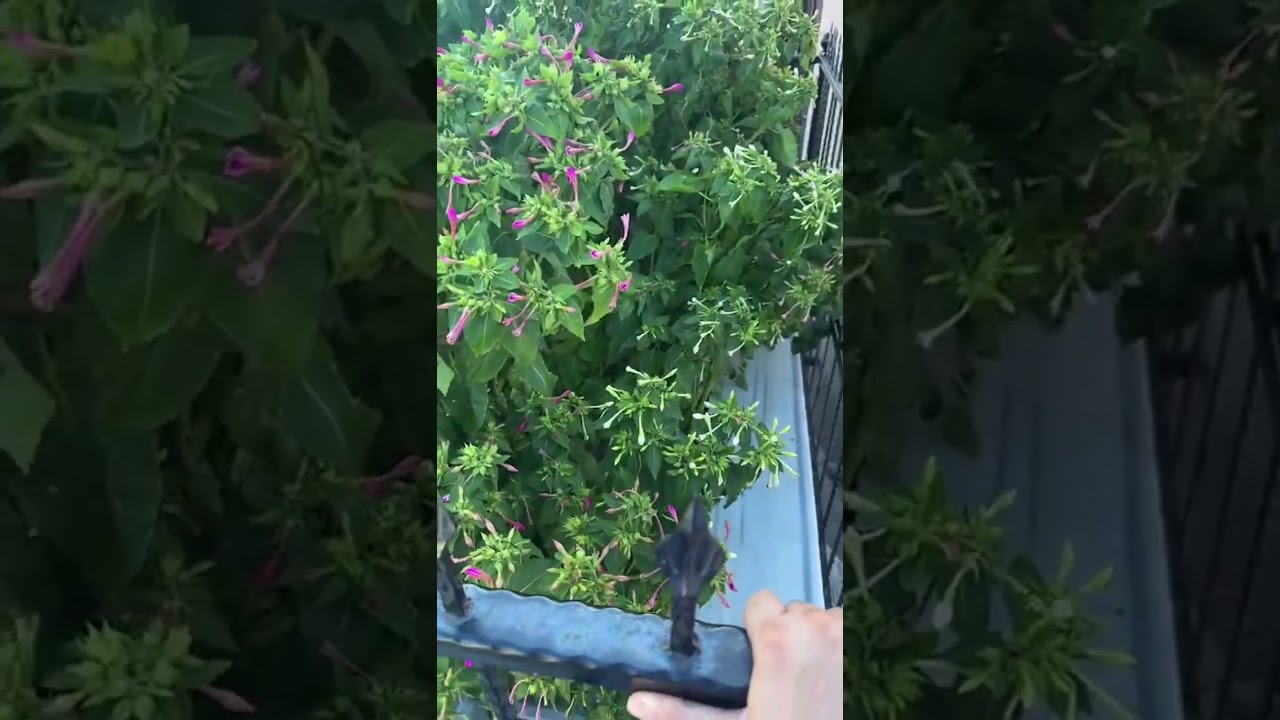 MUHAMMED EMİN TOKADİ HAZRETLERİNİN GERÇEK KABRİ ..!