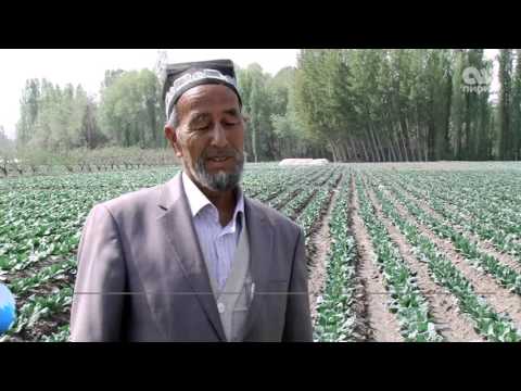 Video: Савой капустасын кантип сактоо керек