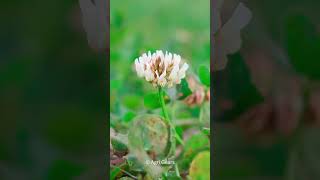 Beautiful Weed Flower 8 | Macro Testing | Canon Eos R10 | Rf-S 18-150Mm