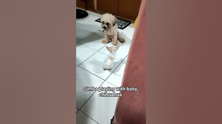 #cute #puppy #dogs #shorts #dogshorts #dogvideos #cutie #petlover