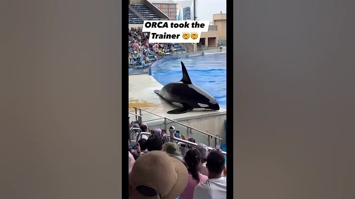 This is why Orcas should belong in the wild. #dolphin #orca #whale #animals #seaworld #tragedy