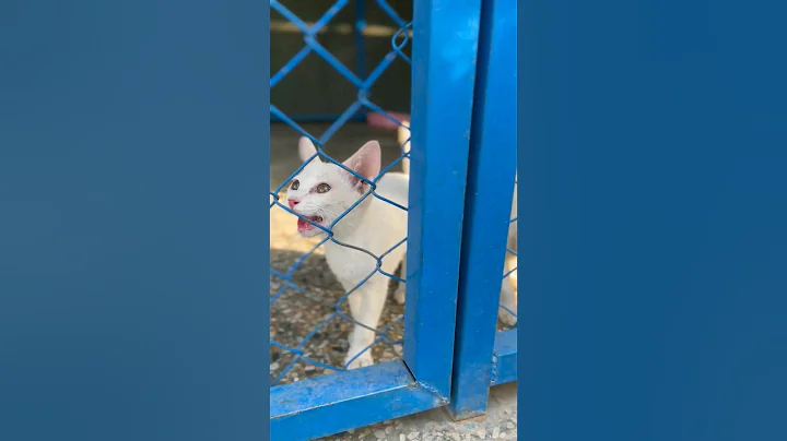 Watch the video about Cute cat sound || cat voice cuty kitty #cat #catsound #cutecat #shortfeed