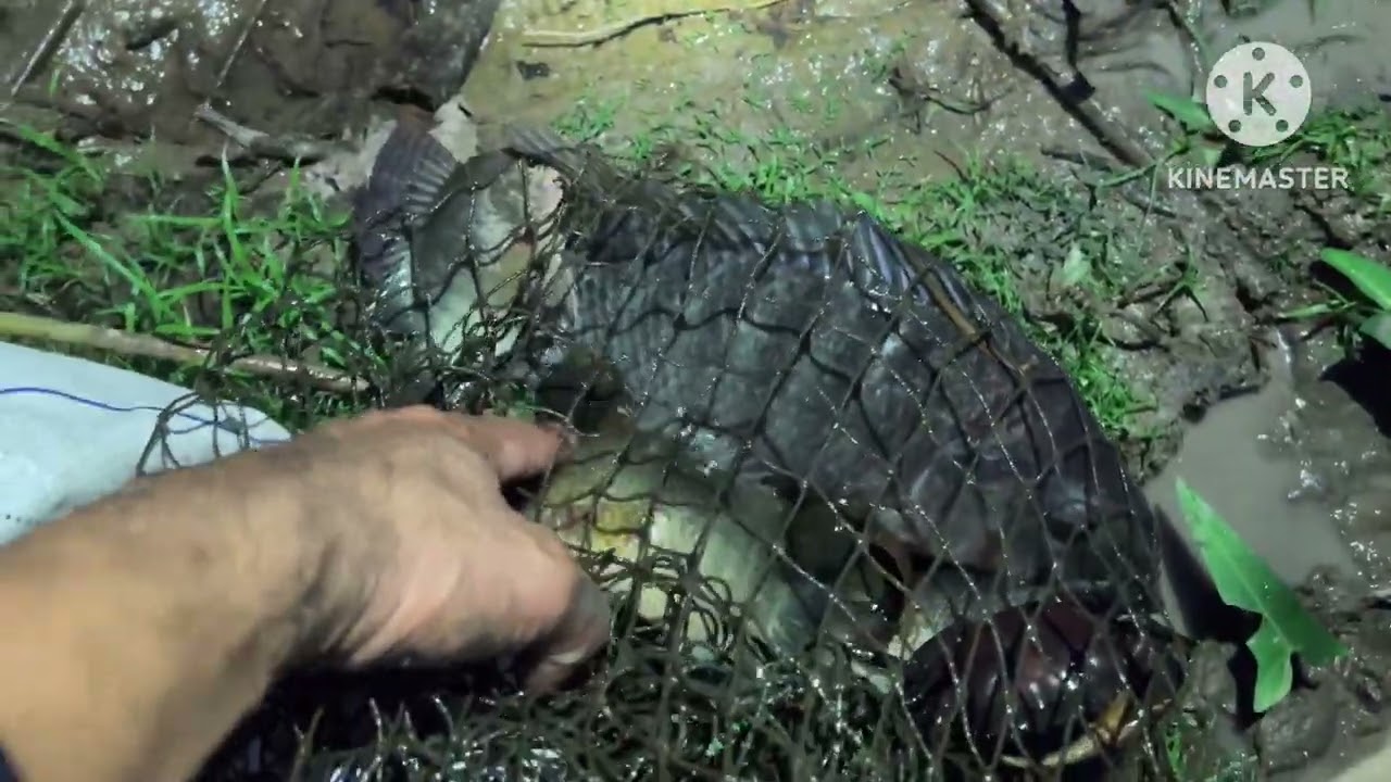 Fishing videos,Trap fish