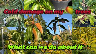 Cold damage on my mango trees, what can we do about it?#garden #mango #tropicalfruittrees