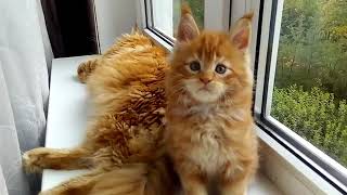 Красный солид (d) кот Мейн-кун 1,5 месяца Красный солид (d) кот Мейн-кун 1,5 месяца