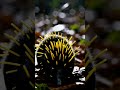 Lowland Streaked Tenrec: The Only Mammal That 'Sings' With Its Quills 🎶