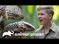 Lagarto confunde predadores com suas "duas cabeças" | A Família Irwin | Animal Planet Brasil