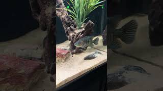Feeding the Young Dovii Cichlid 🐺