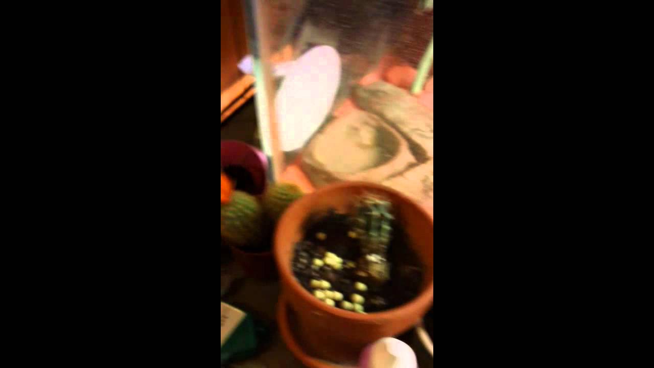 video phone beyonce mp3 How to set up a practical bearded dragon cage