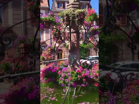 🌺 Bergheim, Alsace, France 🇫🇷 🌹 I Travel Moments | #Shorts