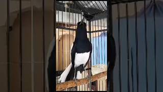 KACER RUMAHAN !! AWAS JANGAN KAGET, Sang Juara  #kacer #vidioshort  @kacerbalapsfk